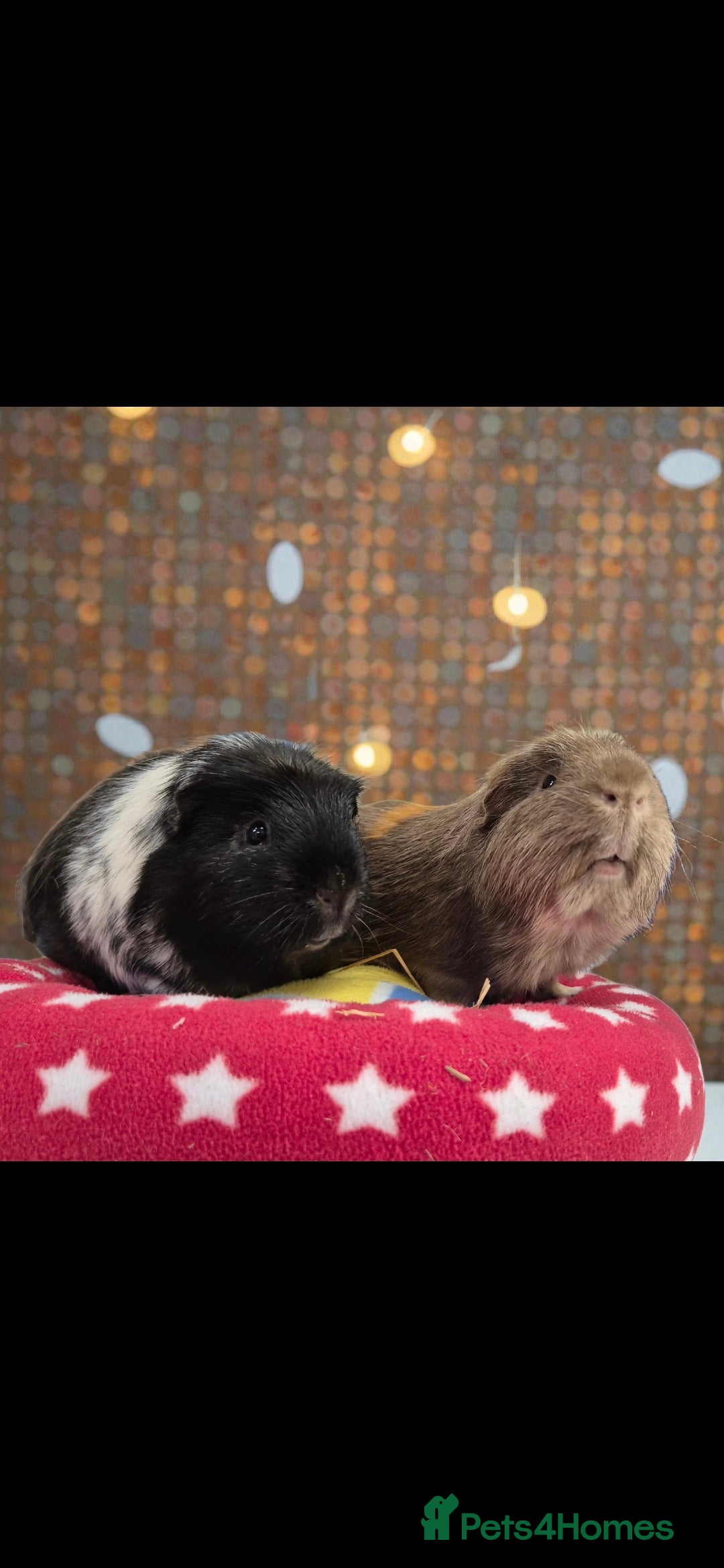 Guinea Pig rodents Retirement Home Albert & George - Advert 3