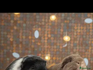 Guinea Pig rodents Retirement Home Albert & George - Advert 3