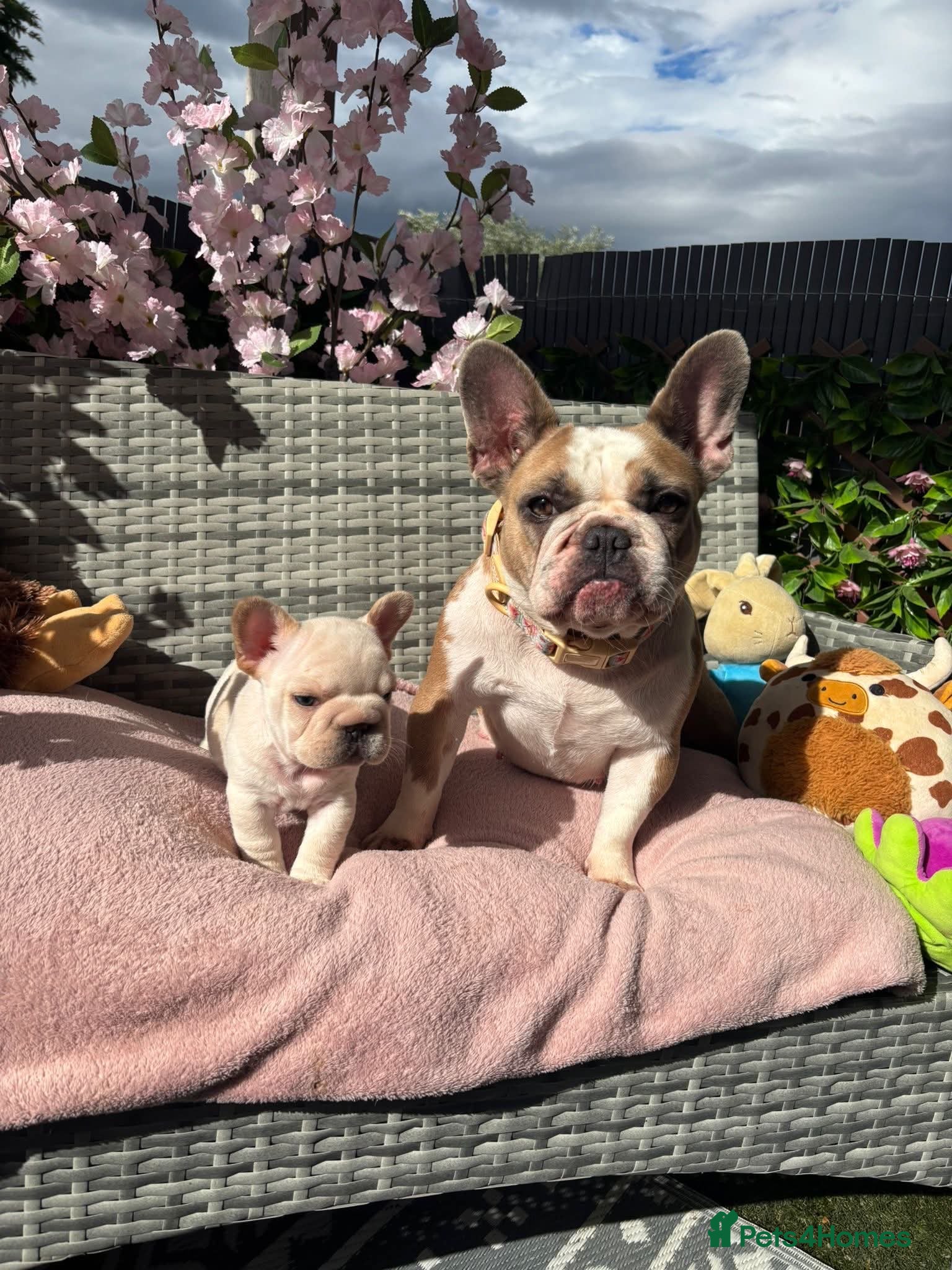 French Bulldog dogs Stunning cream French bulldog - Advert 2