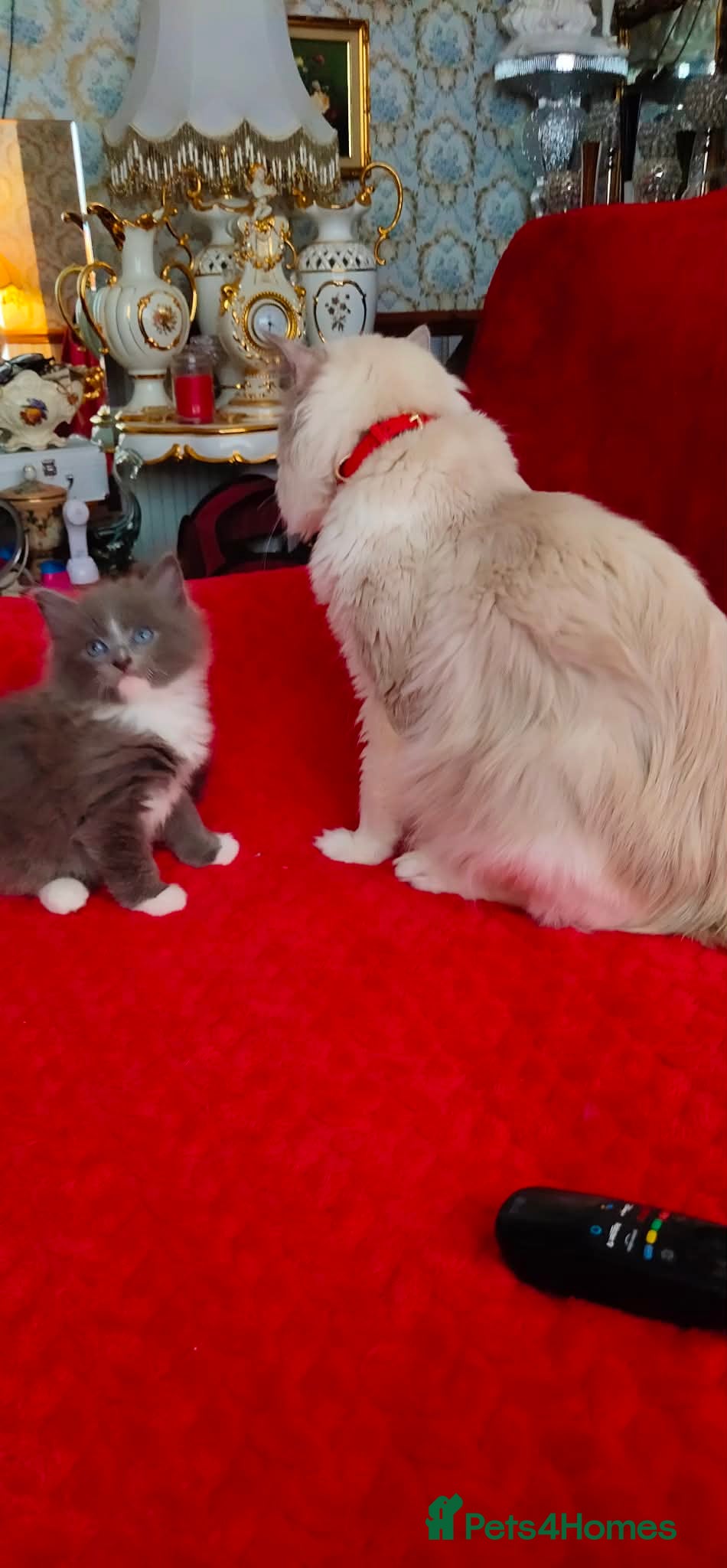 Mixed Breed cats KITTENS - Advert 2