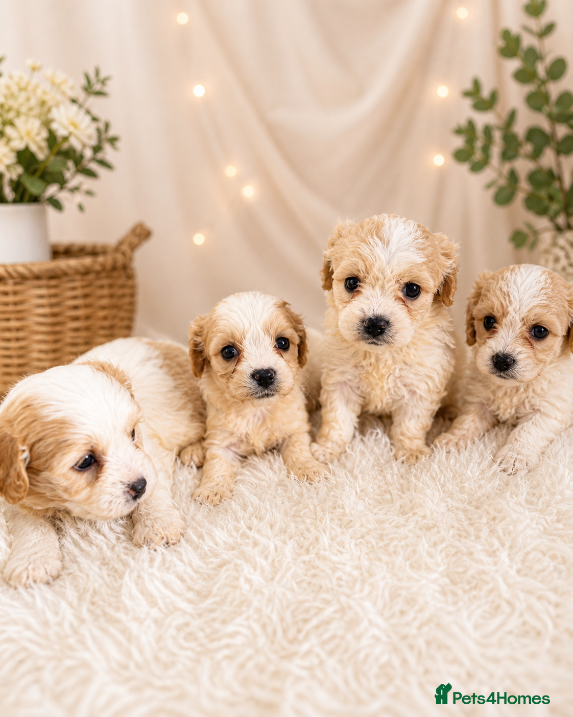 Cavachon dogs ⭐️ Outstanding Cavachon Puppies ⭐️ - Advert 2