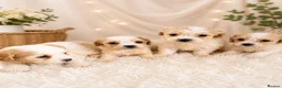 Cavachon dogs for sale: ⭐️ Outstanding Cavachon Puppies ⭐️ in Southampton - Advert 1