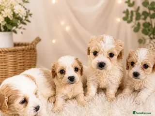 Cavachon dogs ⭐️ Outstanding Cavachon Puppies ⭐️ - Advert 4