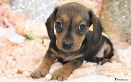 Miniature Dachshund dogs for sale: KC Registered Miniature Dachshund Puppies - Image 6