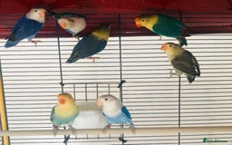 Lovebirds birds for sale: Beautiful lovebirds for sale. - Image 17