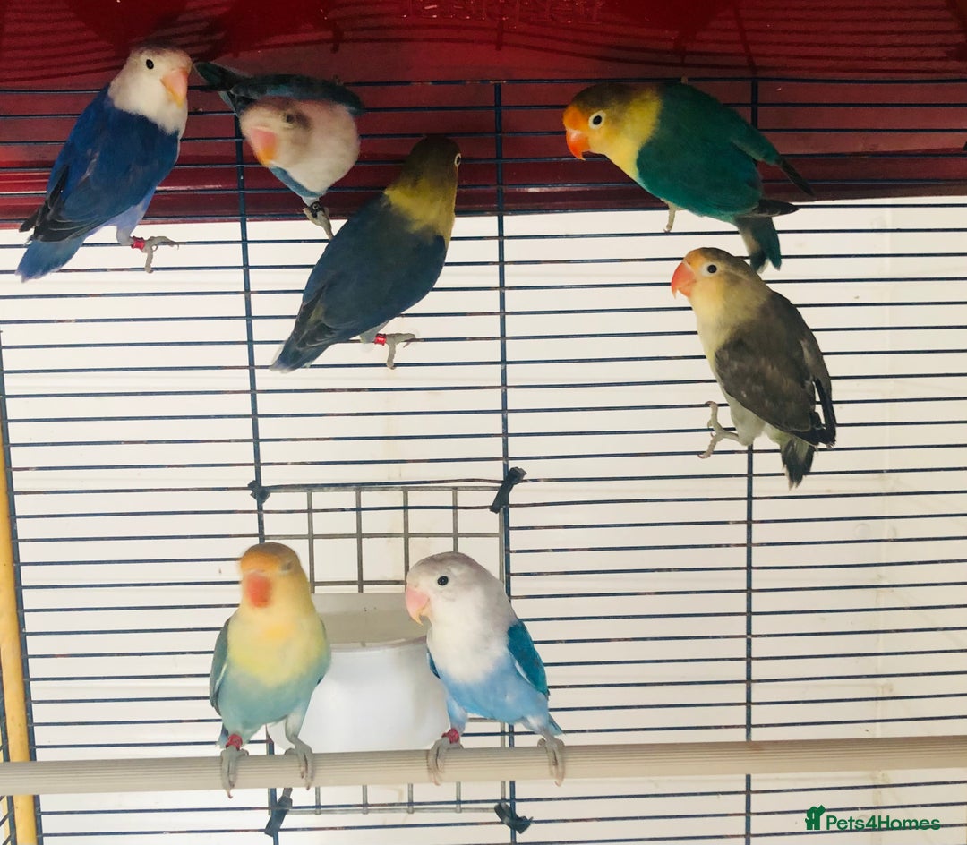 Lovebirds birds for sale: Beautiful lovebirds for sale. - Image 17