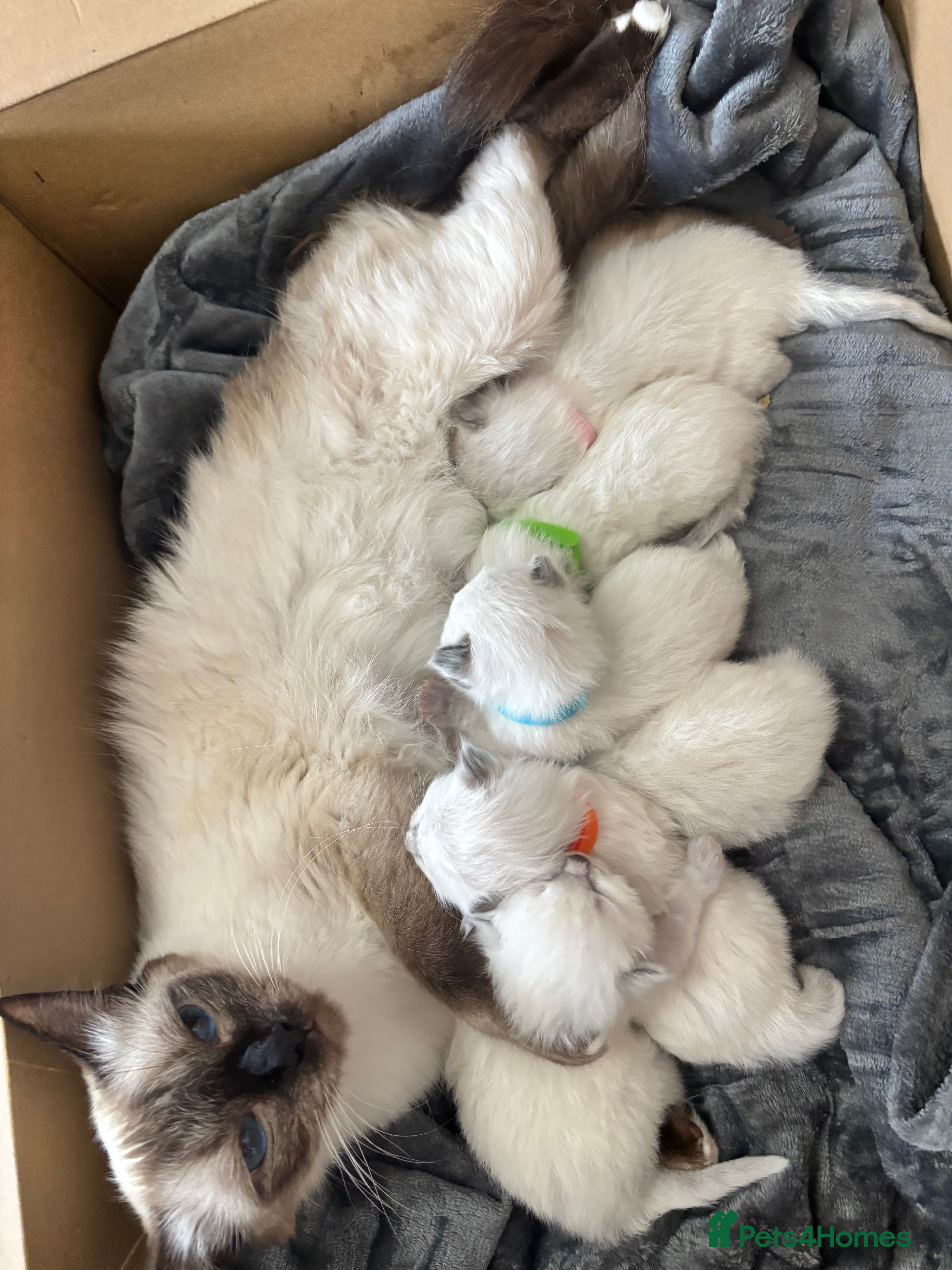 Ragdoll cats Blue point ragdoll kittens  - Advert 2