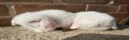 Mini Lop rabbits for sale: Excellent quality mini lops  - Advert 3