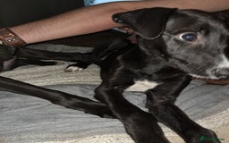 Lurcher dogs for sale: 3 beautiful lurcher girls ready now!!! - Image 12