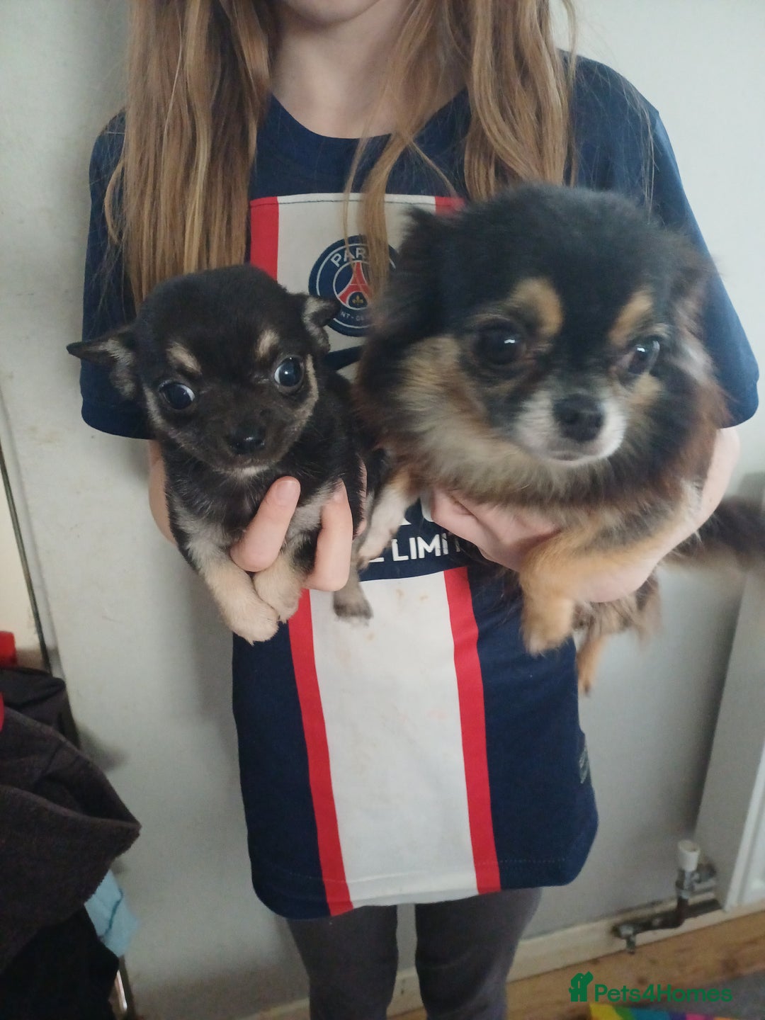 Chihuahua dogs for sale: Pedigree chihuahua puppies for sale - Advert 11