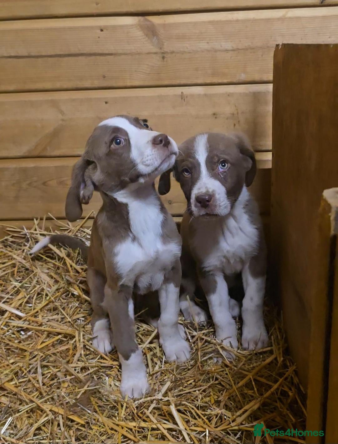 Mixed Breed dogs Beautiful Newfound puppies now available ☺️ - Advert 19