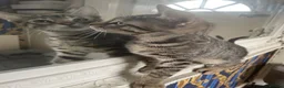 Bengal cats for sale: ♥️IAM ❤️WATCH ALL MY VIDEOS👀FOR MUMMY OR DADDY ❤️ - Advert 20