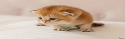 British Shorthair cats for sale: Golden Blue and Golden BSH kittens - Advert 28