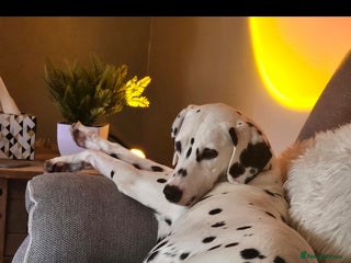 Dalmatian dogs - Advert 7