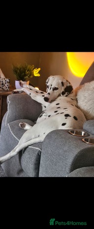 Dalmatian dogs - Advert 3