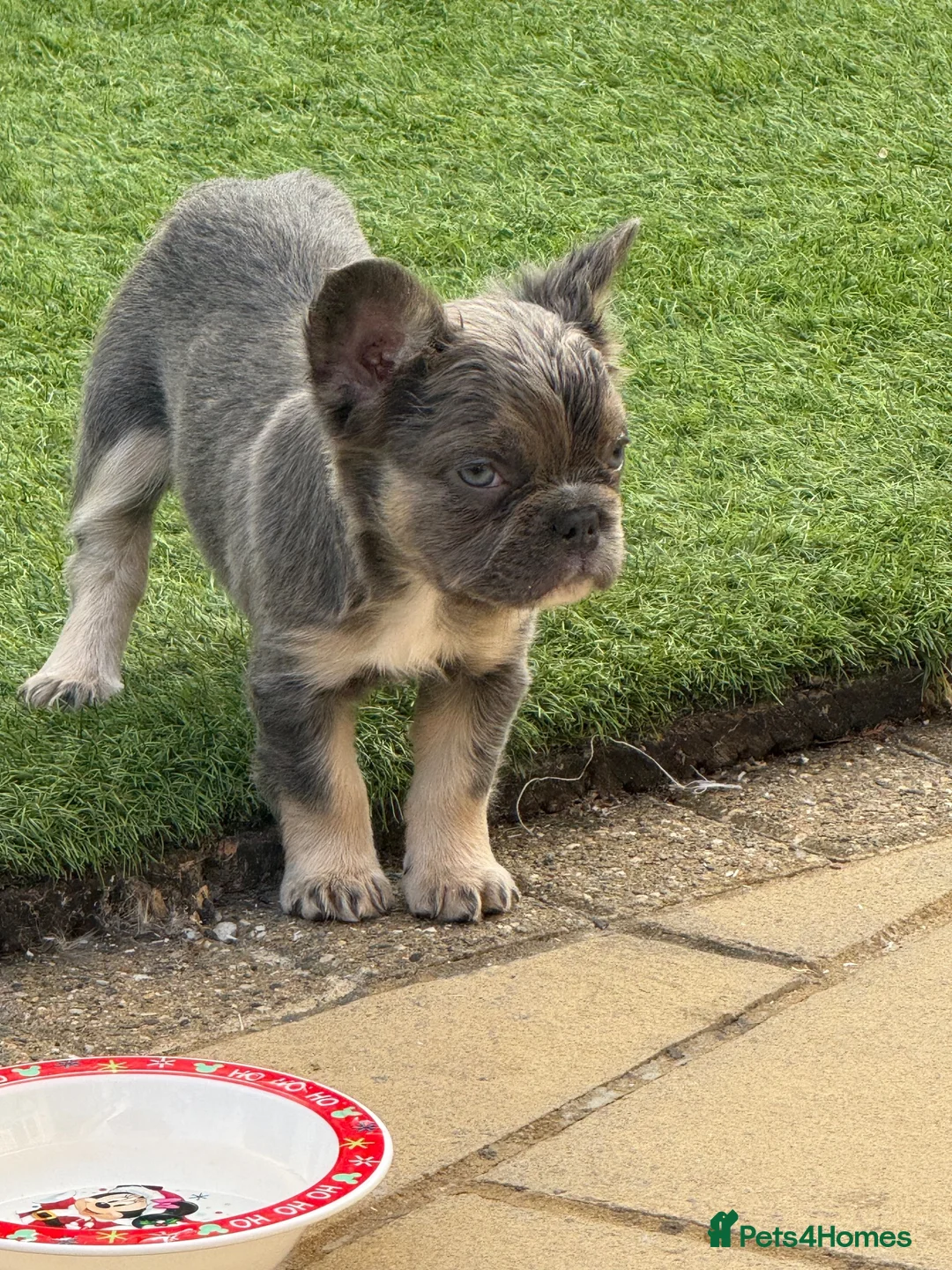 French Bulldog dogs for sale: Fluffy French bulldog puppies  - Advert 8