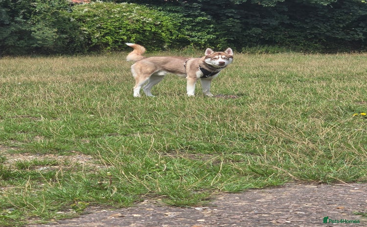 Siberian Husky dogs - Advert 1