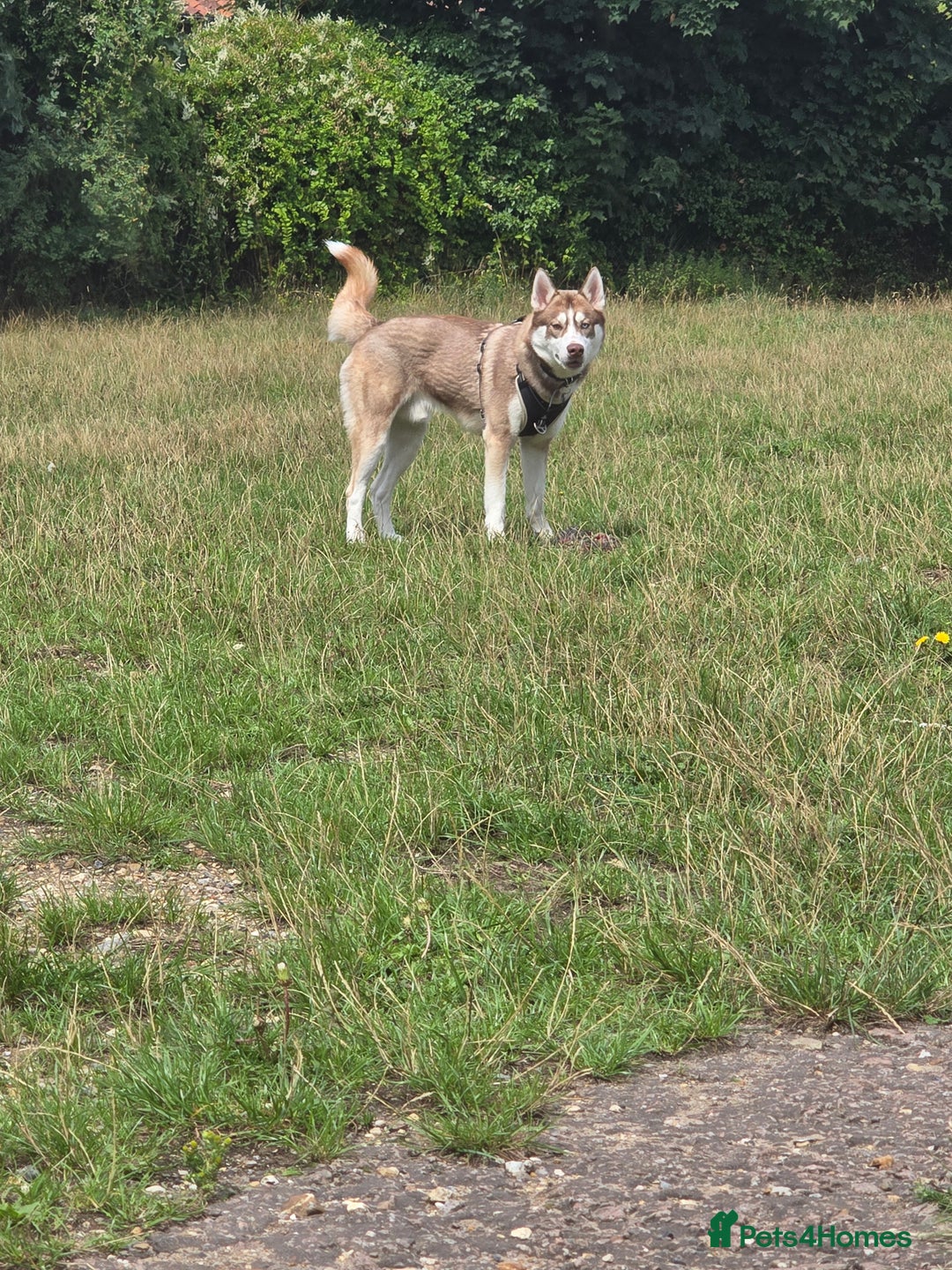 Siberian Husky dogs for sale: Husky needs a home - Image 1