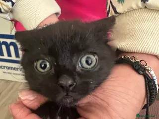 Mixed Breed cats Kittens - Advert 1