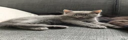 Mixed Breed cats for sale: Grey/blue kitten  - Advert 3