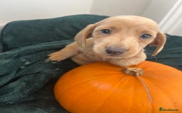 Dachshund dogs for sale: 6 beautiful dachshund puppies  - Image 13