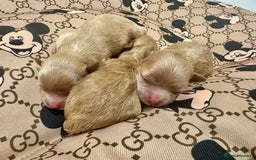 Maltipoo dogs for sale: 🧸🩷 Incredible Asian Maltipoo GIRLS 🩷🧸 - Image 14