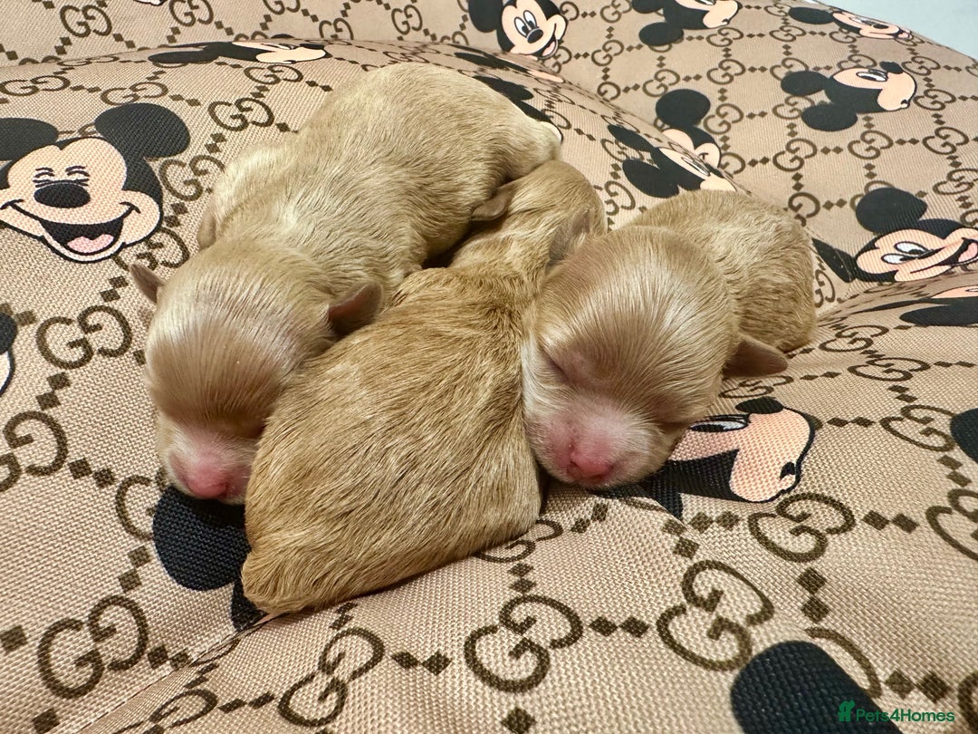 Maltipoo dogs for sale: 🧸🩷 Incredible Asian Maltipoo GIRLS 🩷🧸 - Image 14