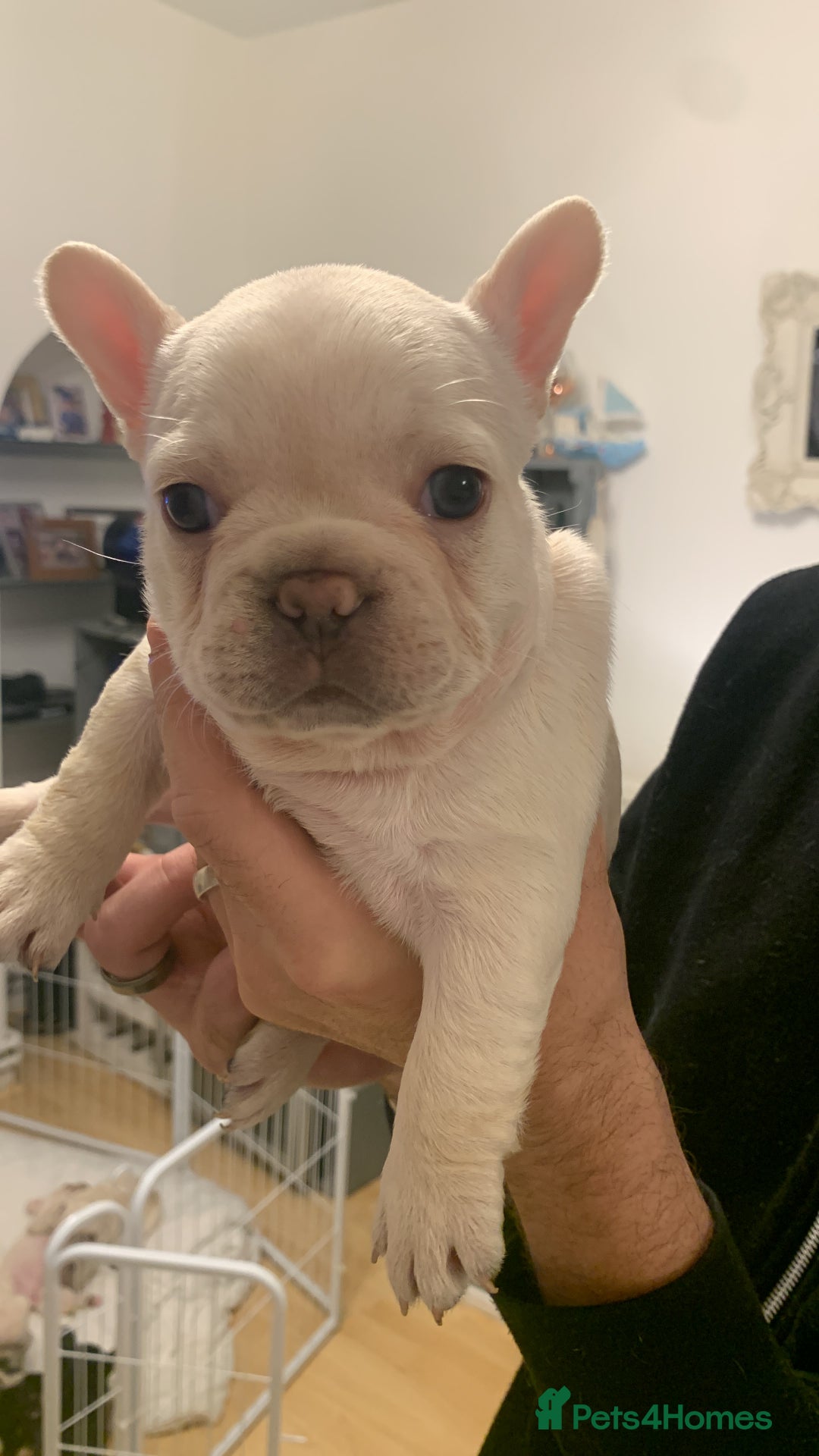 French Bulldog dogs for sale: 5 beautiful French bulldog puppies  - Advert 20