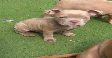 American Bully dogs in Wilmslow - Advert 3