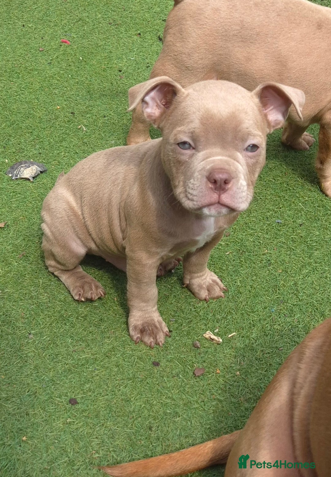American Bully dogs for sale: Champagne, Chocolate, Merle Micro Pocket Bullys  in Wilmslow - Image 7