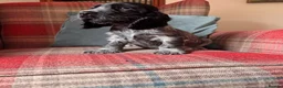 Cocker Spaniel dogs for sale: KC registered, health tested, show type boys - Advert 5