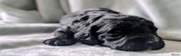 Cockapoo dogs for stud: 🐾 Cockapoo Stud Available – Healthy & Friendly🐾 - Advert 15