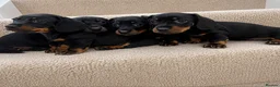 Miniature Dachshund dogs for sale: Miniature dachshund puppies  - Advert 2