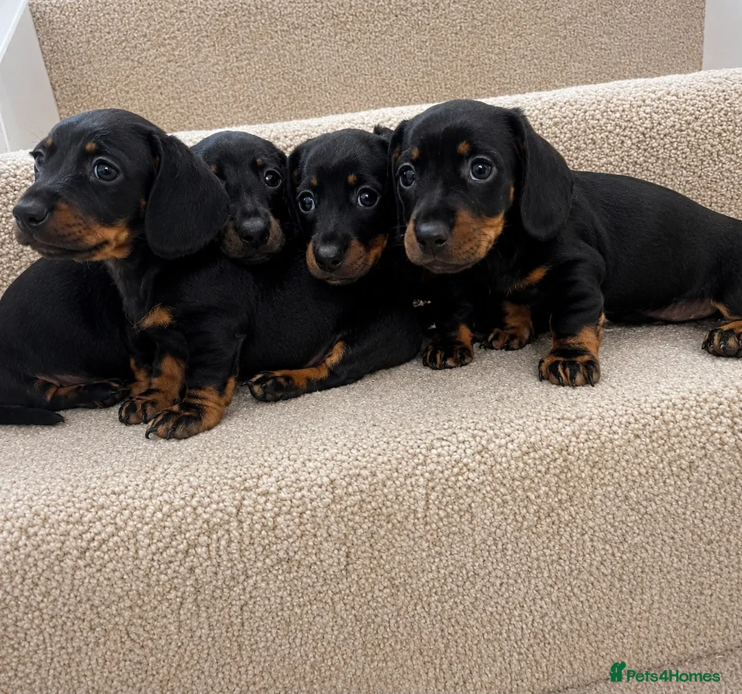 Miniature Dachshund dogs for sale: Miniature dachshund puppies  - Advert 2