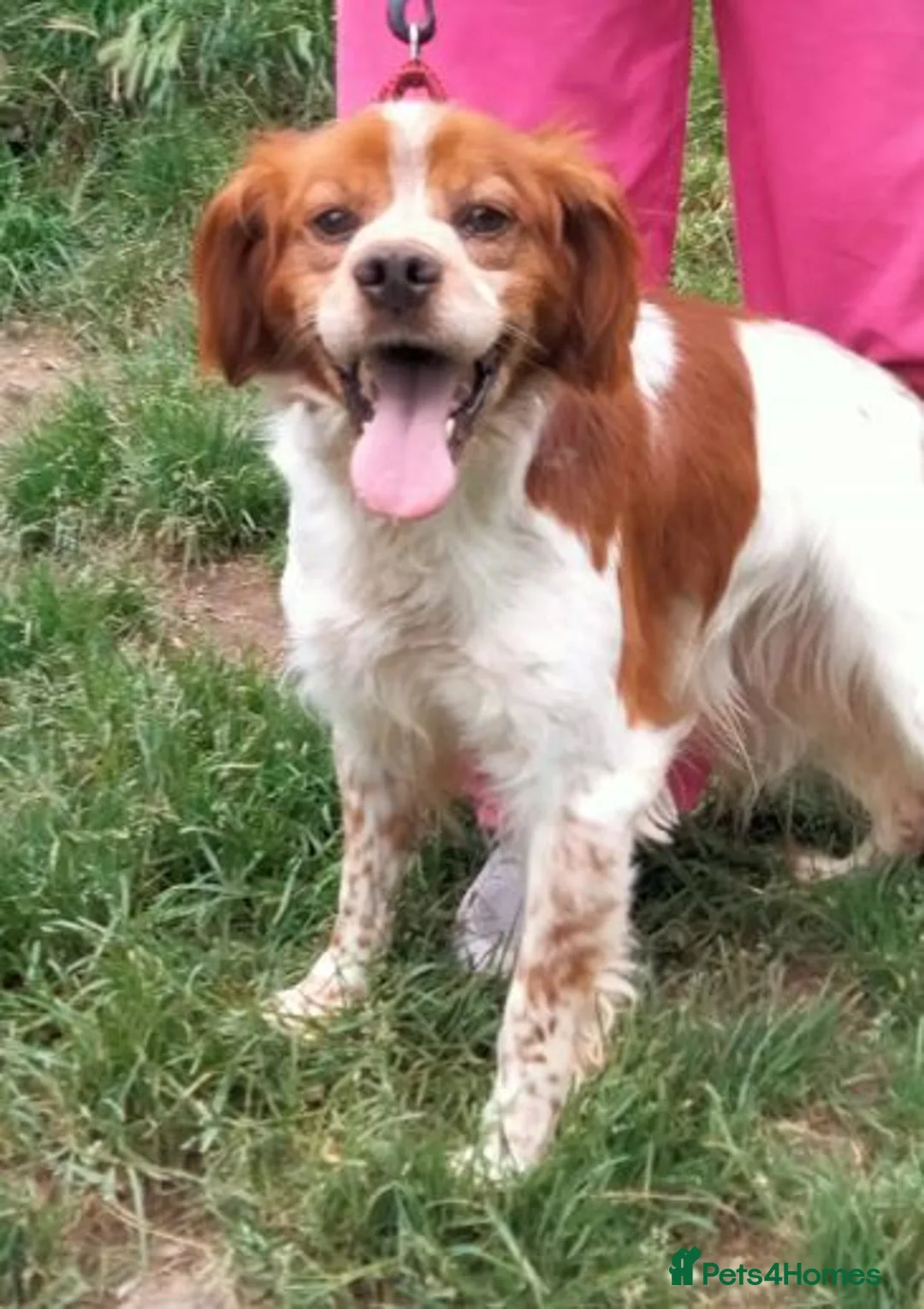 Brittany Spaniel dogs for adoption: Urano in Camberley - Advert 2