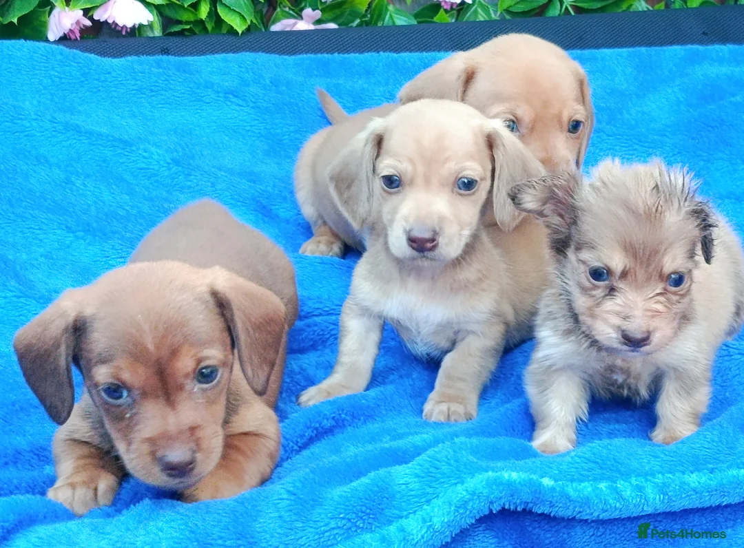 Miniature Dachshund dogs for sale: STUNNING CREAM LITTER KC REG PRA CLEAR - Advert 1