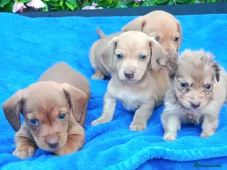 Miniature Dachshund dogs STUNNING CREAM LITTER KC REG PRA CLEAR - Advert 15