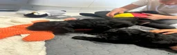 Cockapoo dogs for sale: F1 health tested from ethical breeder  - Advert 6