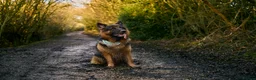 German Shepherd dogs for stud: Long haired german shepherd for stud - Advert 4