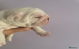 English Bulldog dogs for sale: 4 KC English Bulldog Puppies  - Image 23