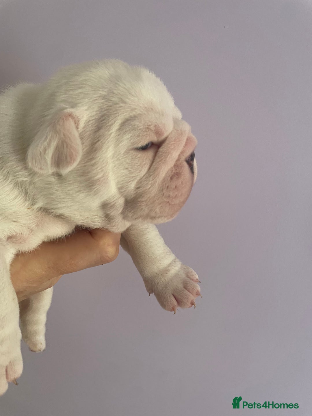 English Bulldog dogs for sale: 4 KC English Bulldog Puppies  - Image 23