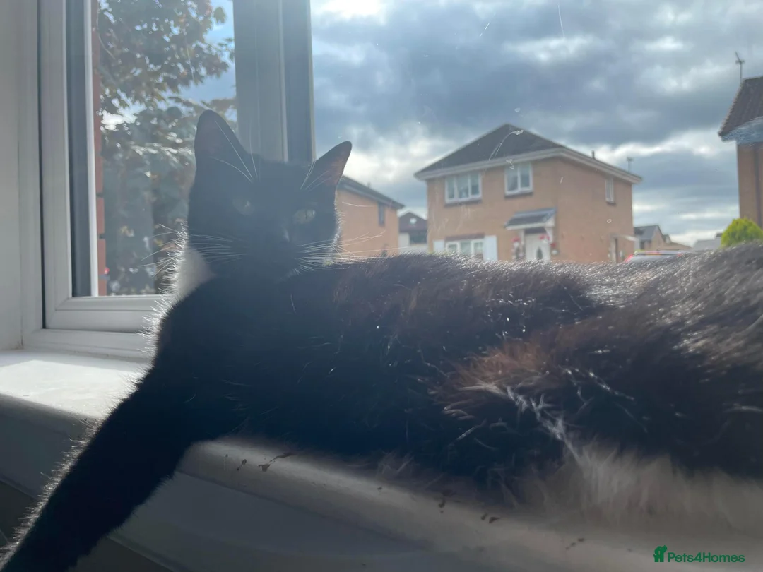 Mixed Breed cats for adoption: Tiddles is the Biggest Sweetheart - Advert 7