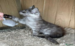 Maine Coon cats for sale: GCCF Black Smoke Maine Coon Kitten.  - Image 6