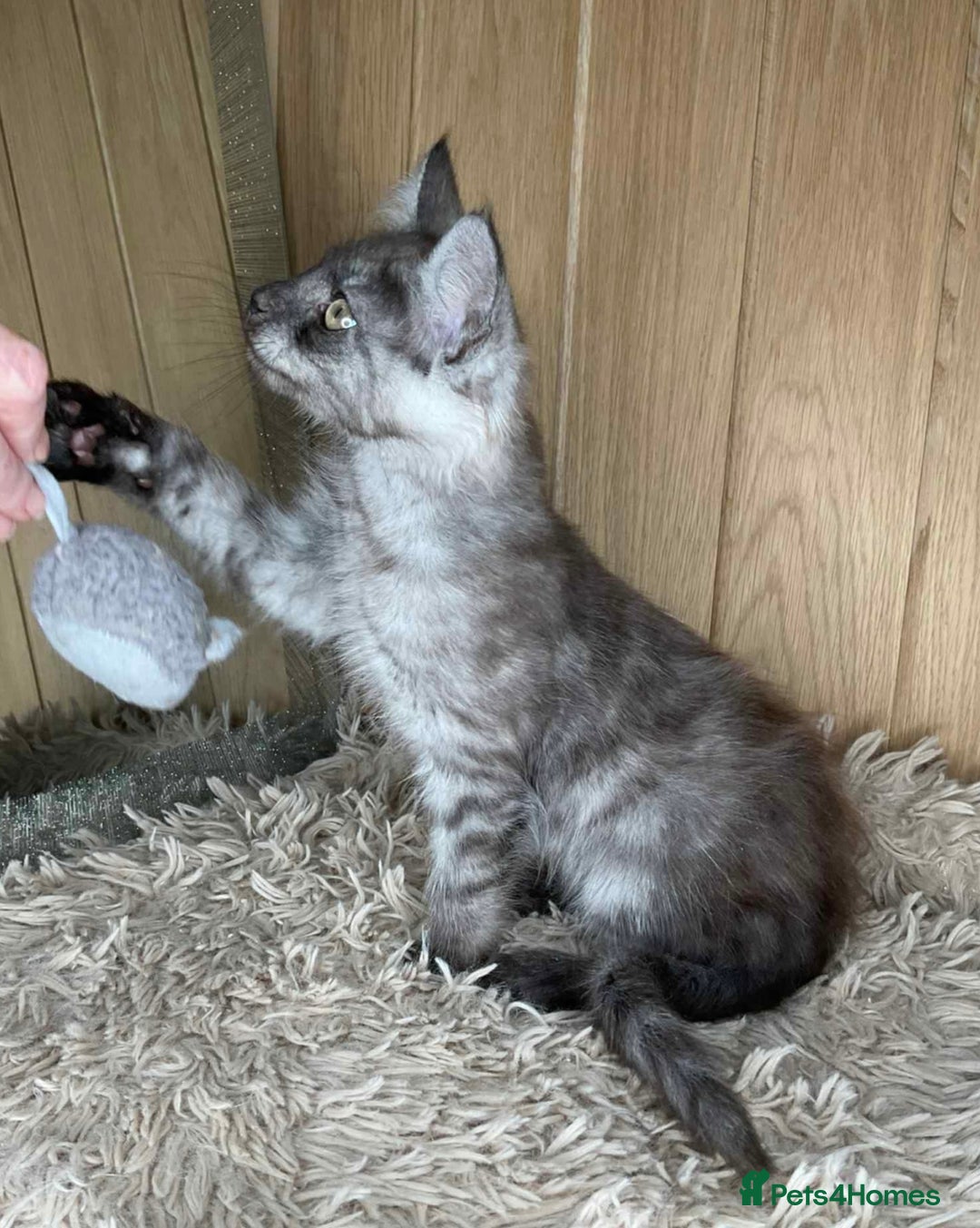 Maine Coon cats for sale: GCCF Black Smoke Maine Coon Kitten.  - Image 6