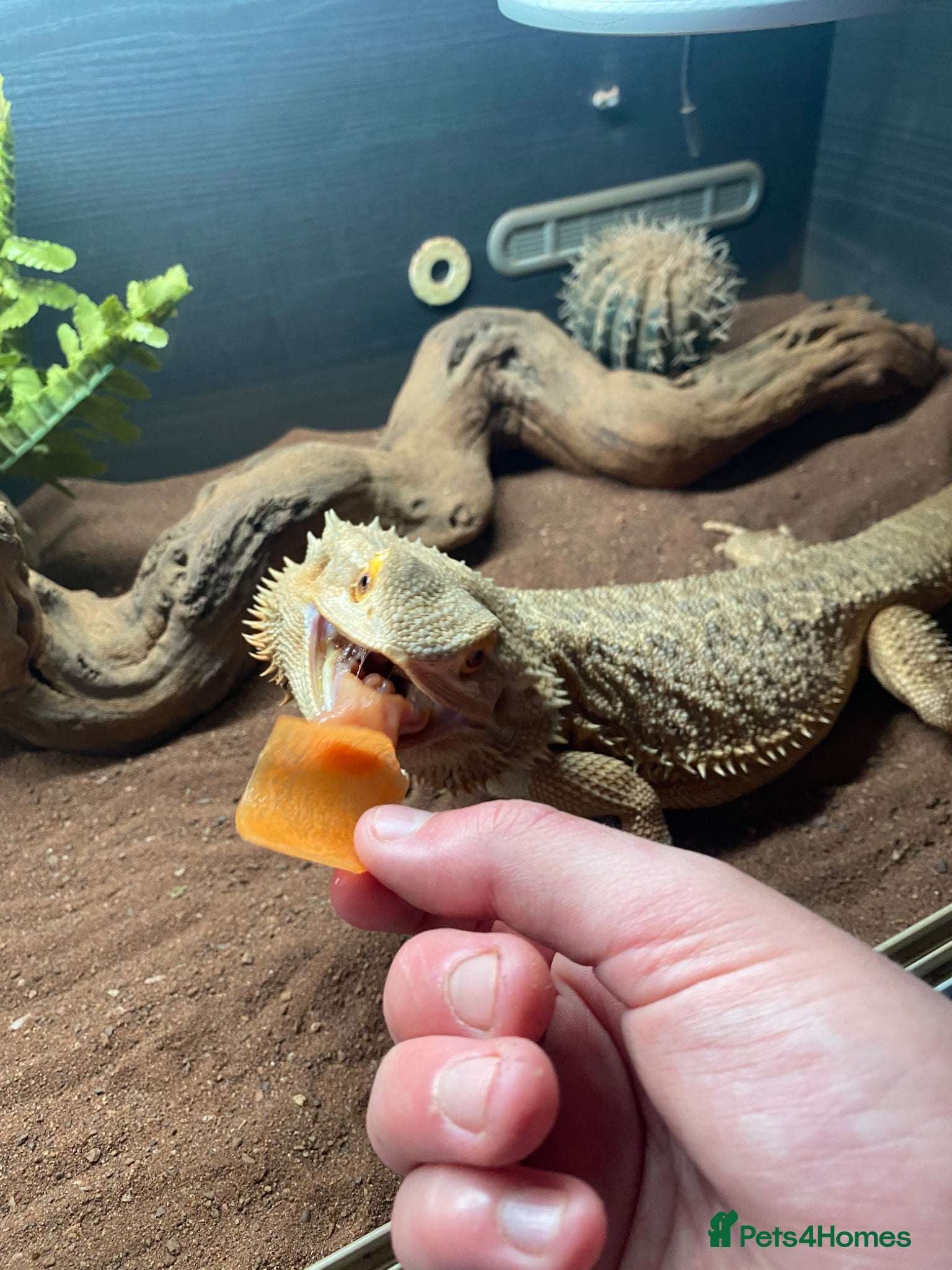 Bearded Dragon reptiles Friendly female bearded dragon aged 2 - Advert 2