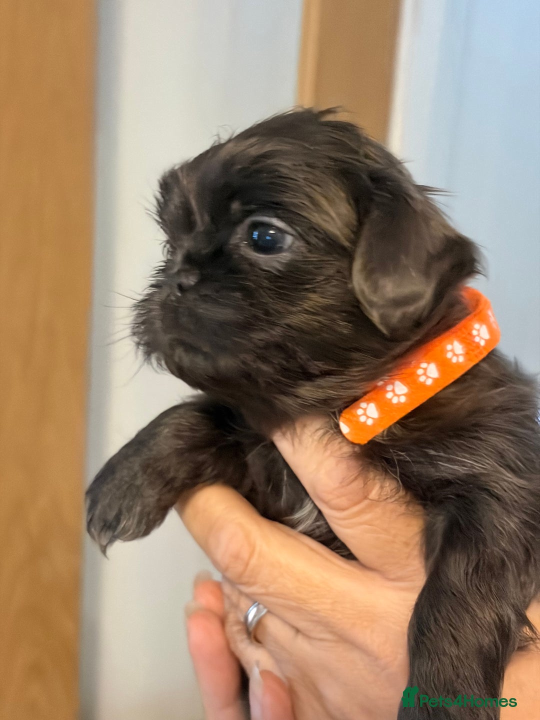 Shih Tzu dogs for sale: Imperial Shih Tzu  - Advert 10