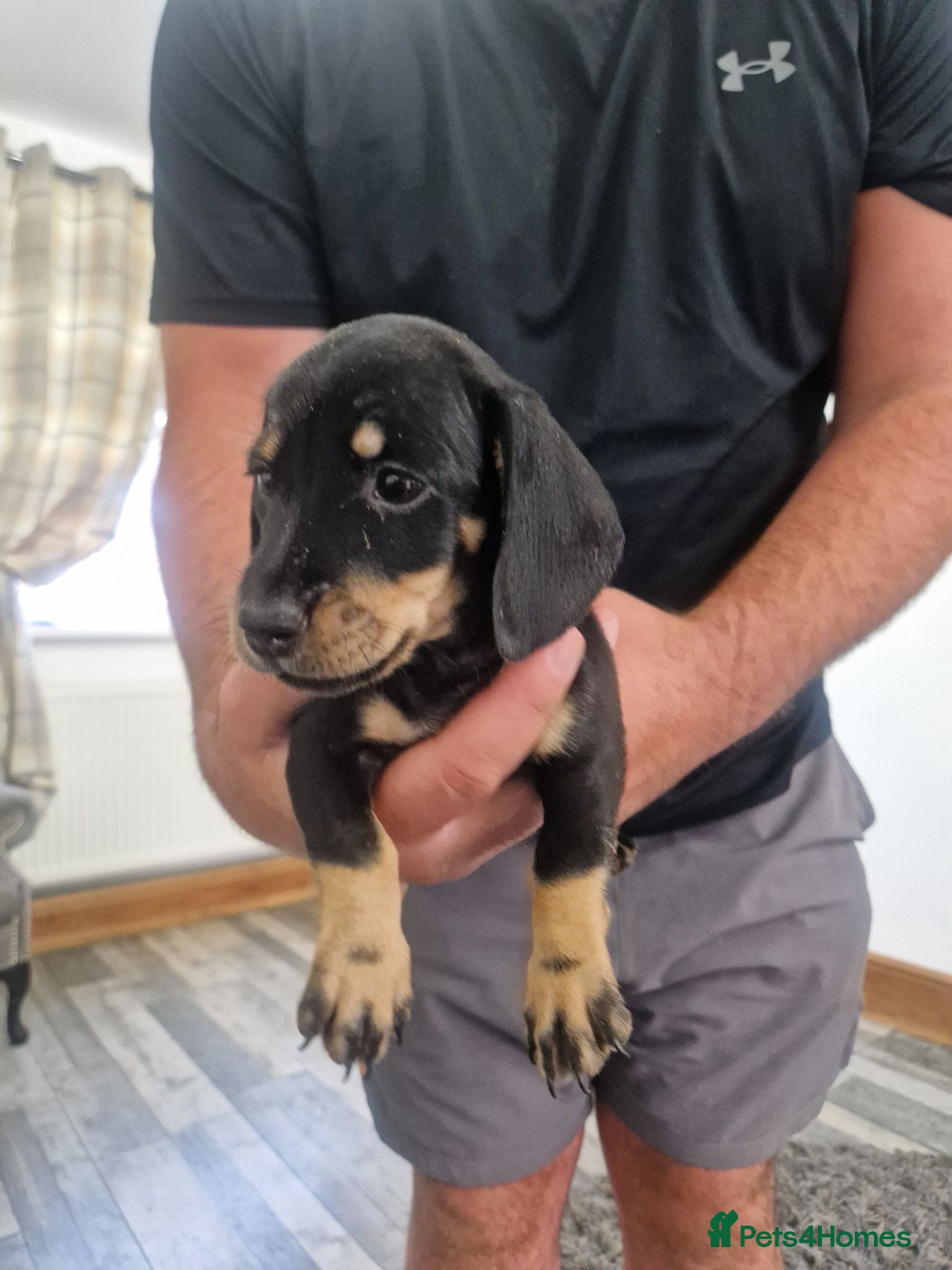 Dachshund dogs Wirehaired daschunds pups - Advert 2