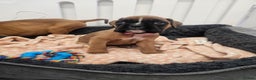 Boxer dogs for sale: Beautiful KC Registered Boxer Puppies - Advert 15