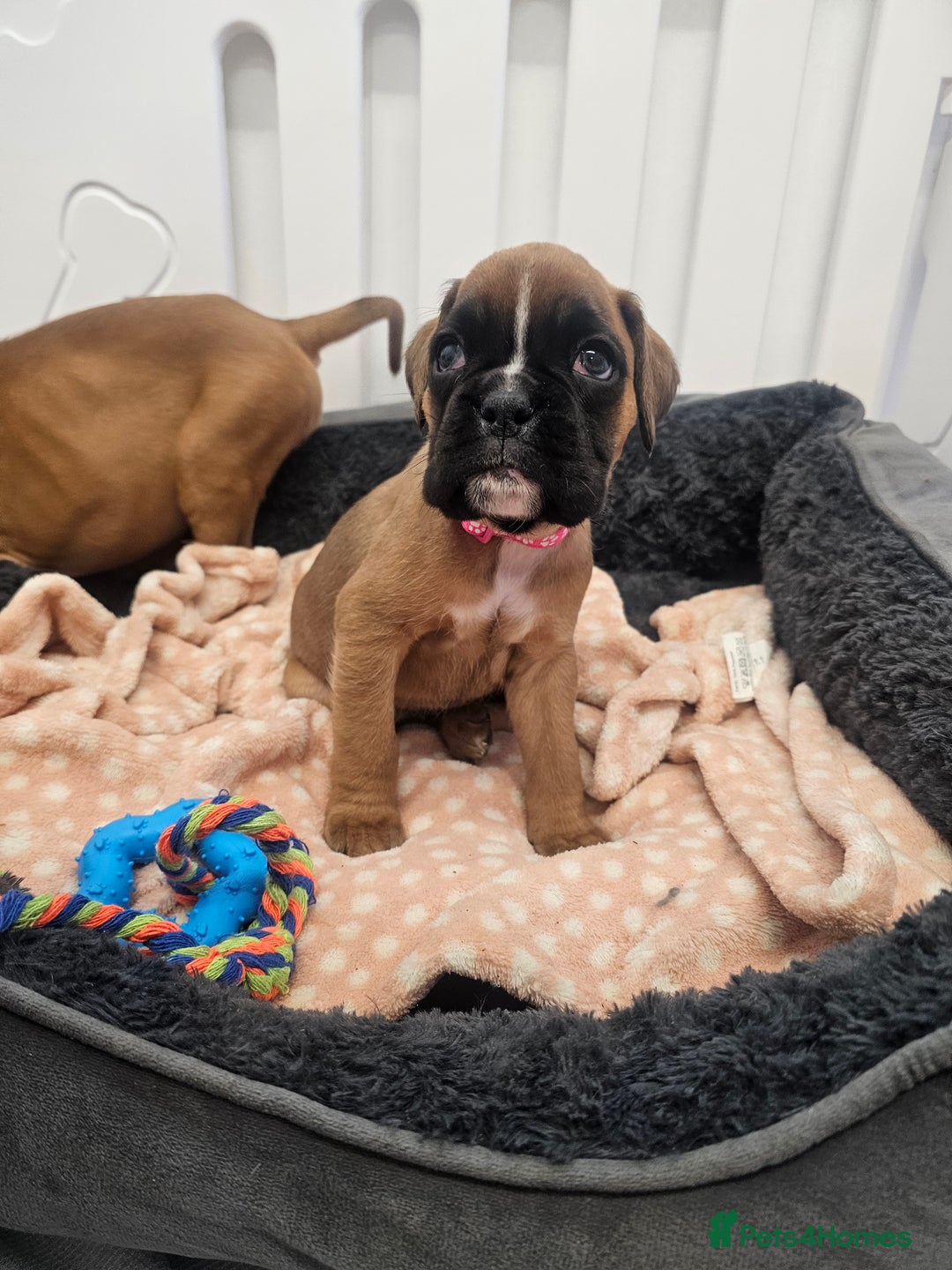 Boxer dogs for sale: Beautiful KC Registered Boxer Puppies - Advert 15