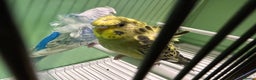 Budgerigars birds for sale: Black face, Black wing, splits, hogoromo budgies  - Advert 5
